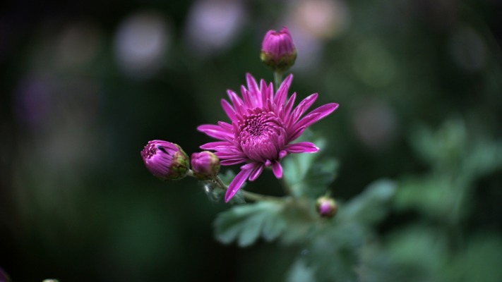 Flowers. Desktop wallpaper