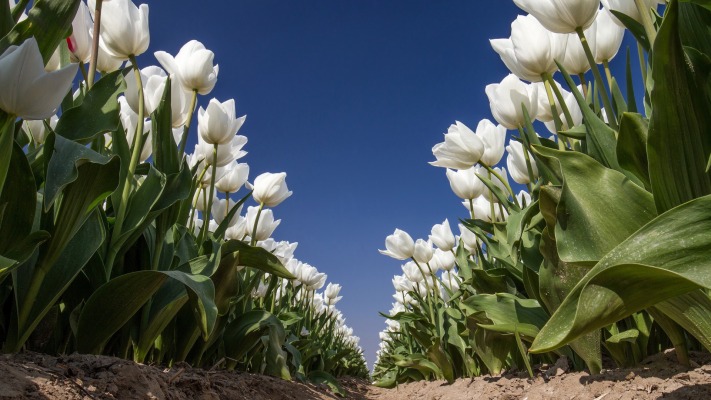 Flowers. Desktop wallpaper