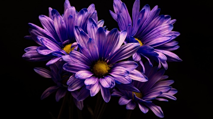 Blue Chrysanthemums. Desktop wallpaper. 1920x1080