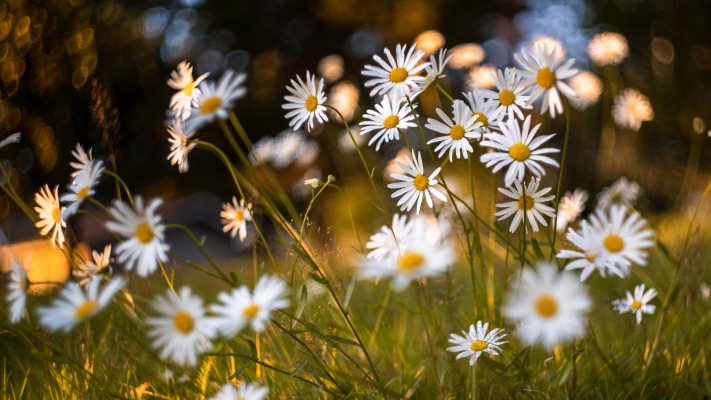 Flowers. Desktop wallpaper