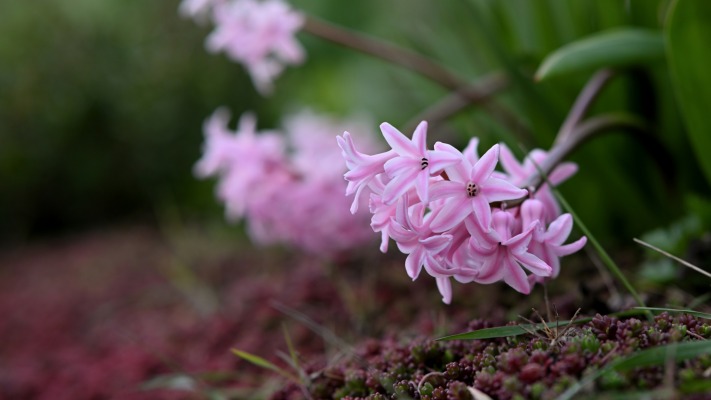 Flowers. Desktop wallpaper