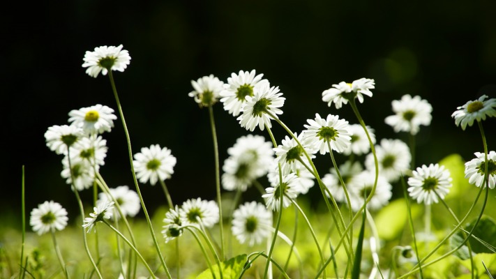 Flowers. Desktop wallpaper