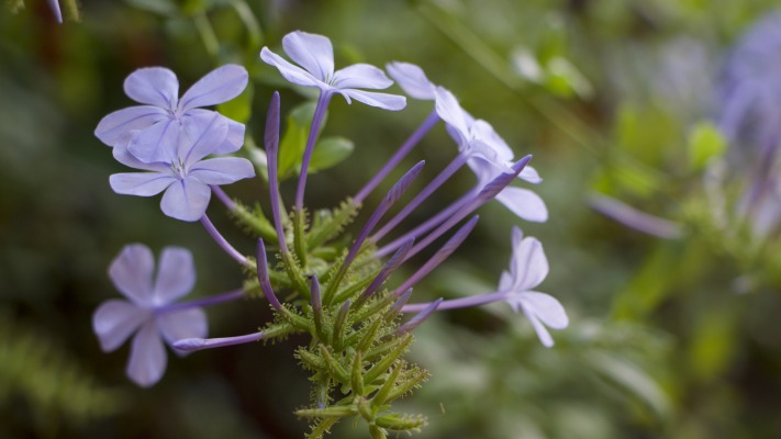 Flowers. Desktop wallpaper