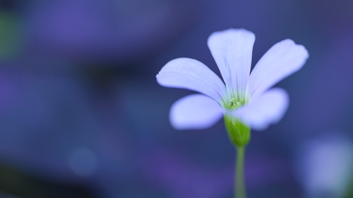 Flowers. Desktop wallpaper