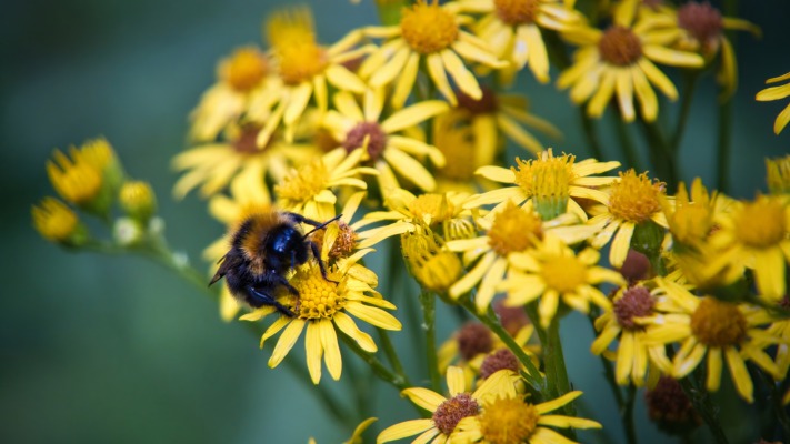 Flowers. Desktop wallpaper