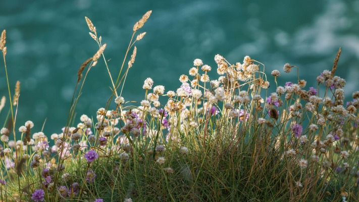 Flowers. Desktop wallpaper