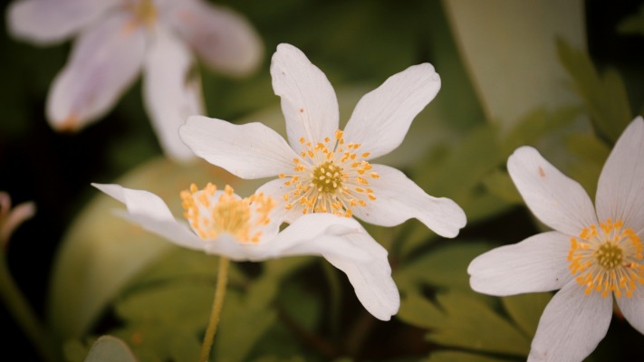 Flowers. Desktop wallpaper