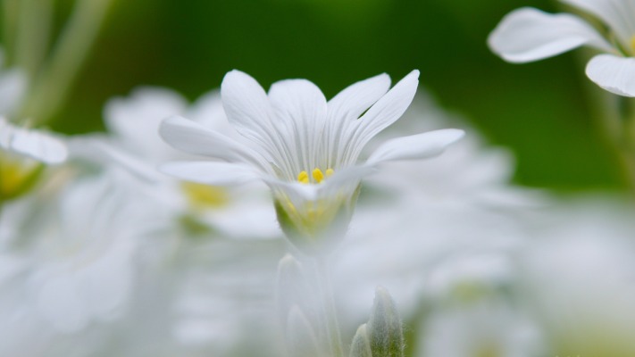 Flowers. Desktop wallpaper