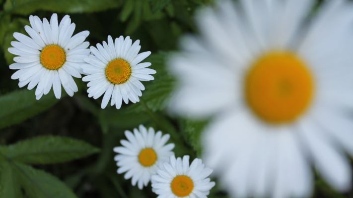 Flowers. Desktop wallpaper