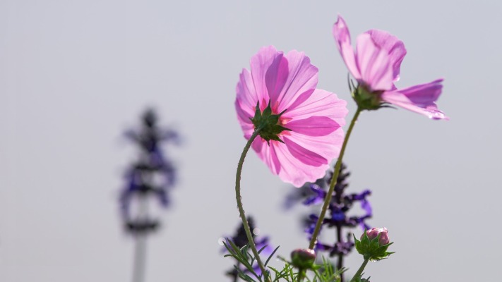 Flowers. Desktop wallpaper