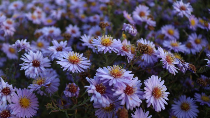 Flowers. Desktop wallpaper