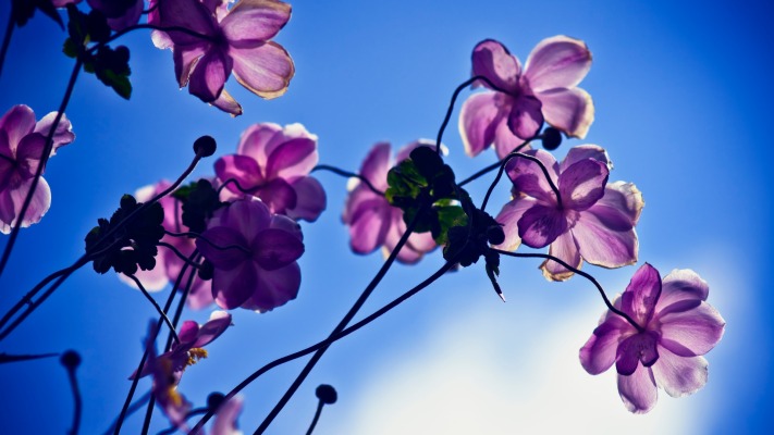 Flowers. Desktop wallpaper