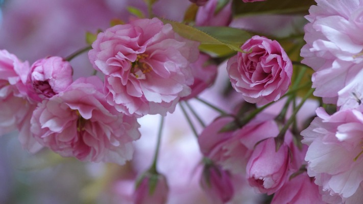 Flowers. Desktop wallpaper