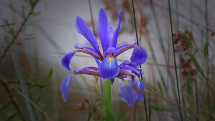 Flowers. Desktop wallpaper