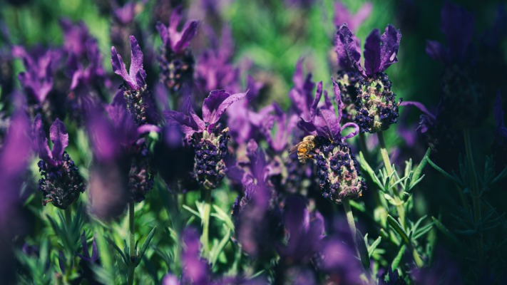 Flowers. Desktop wallpaper