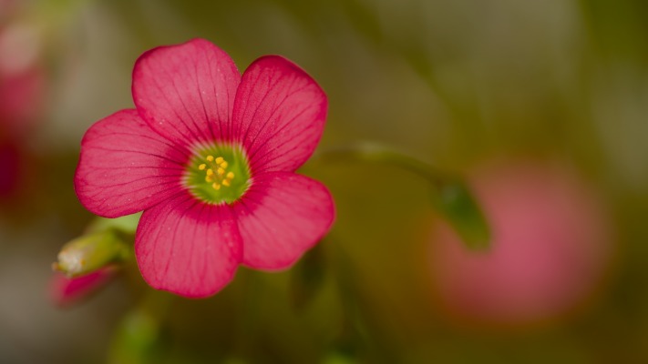 Flowers. Desktop wallpaper