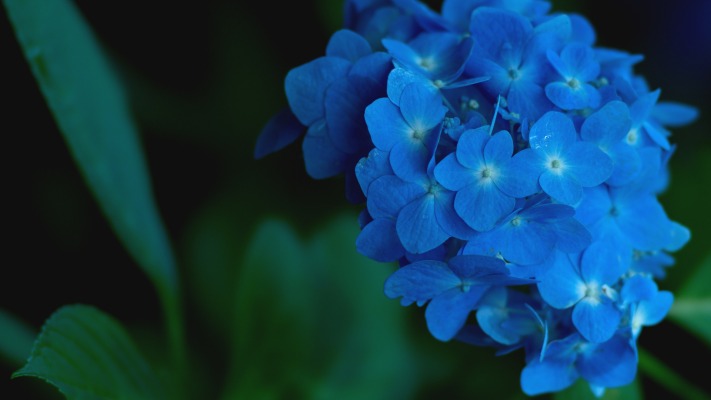 Flowers. Desktop wallpaper