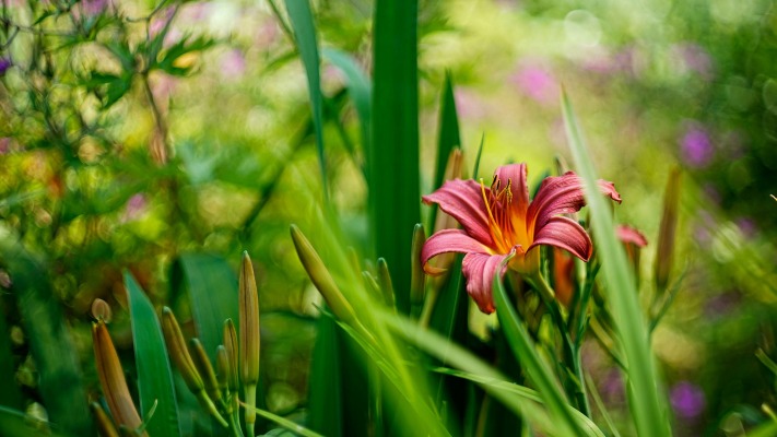 Flowers. Desktop wallpaper
