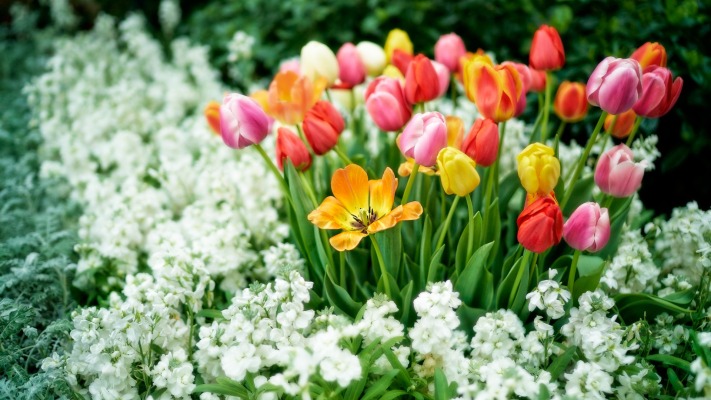 Flowers. Desktop wallpaper