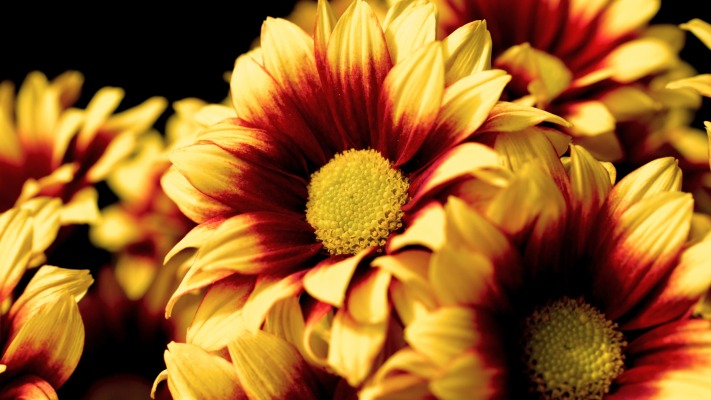 Flowers. Desktop wallpaper