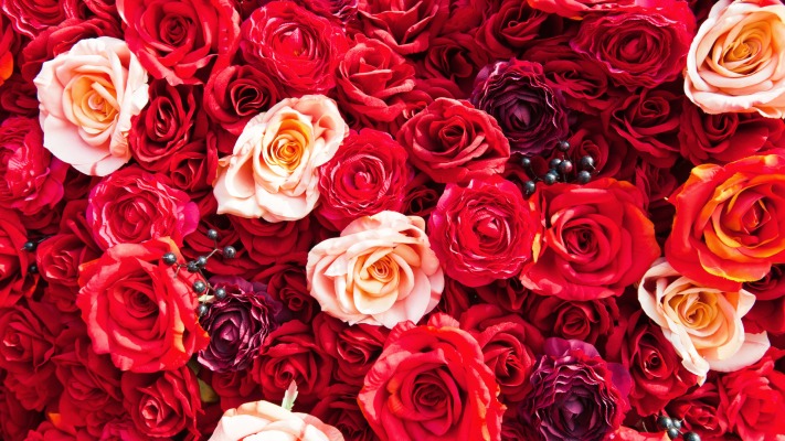 Flowers. Desktop wallpaper