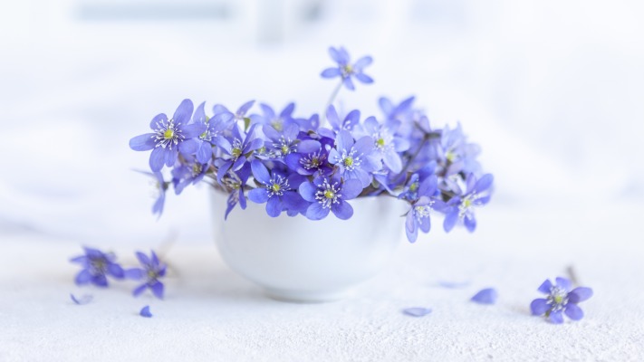 Flowers. Desktop wallpaper