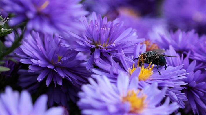 Flowers. Desktop wallpaper