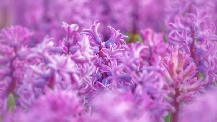 Flowers. Desktop wallpaper