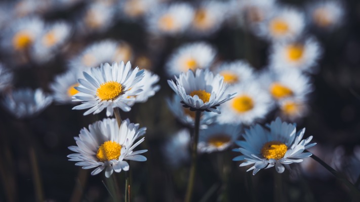 Flowers. Desktop wallpaper