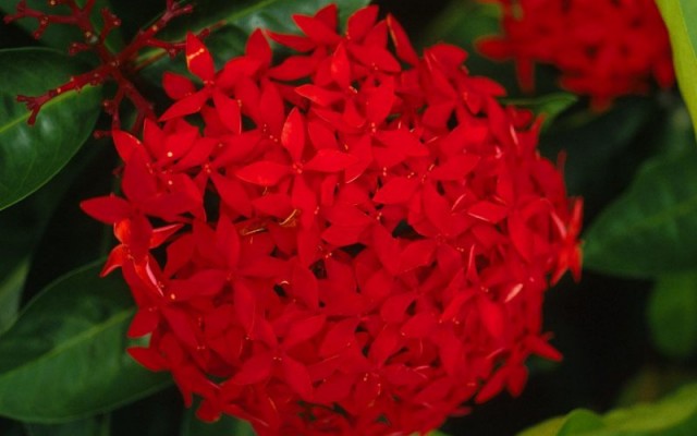 Flowers. Desktop wallpaper