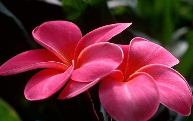 Flowers. Desktop wallpaper