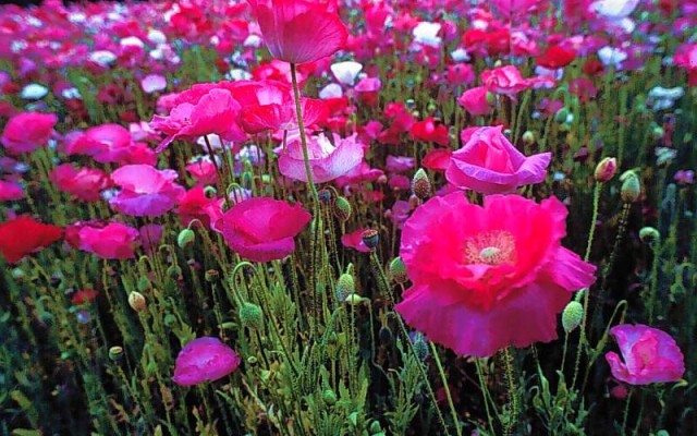 Flowers. Desktop wallpaper