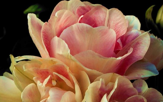 Flowers. Desktop wallpaper
