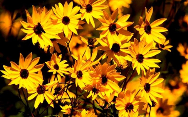 Open Flowers wallpaper in full resolution Flowers. Desktop wallpaper