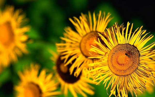 Open Flowers wallpaper in full resolution Flowers. Desktop wallpaper