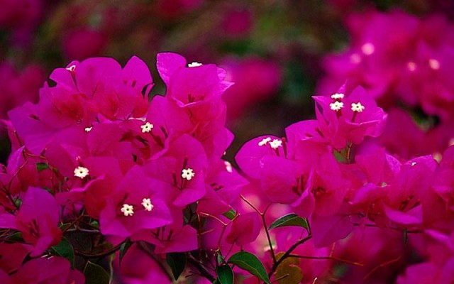 Open Flowers wallpaper in full resolution Flowers. Desktop wallpaper
