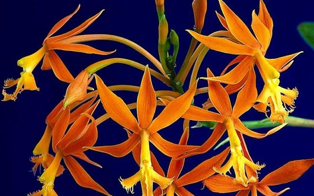 Open Flowers wallpaper in full resolution Flowers. Desktop wallpaper