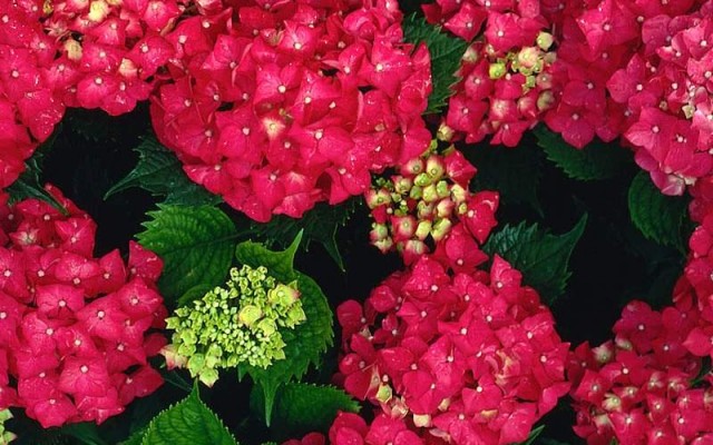 Flowers. Desktop wallpaper