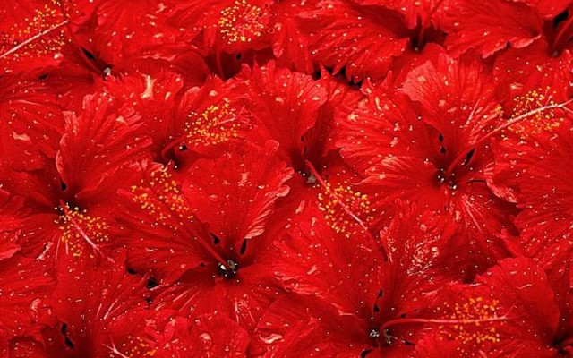 Flowers. Desktop wallpaper