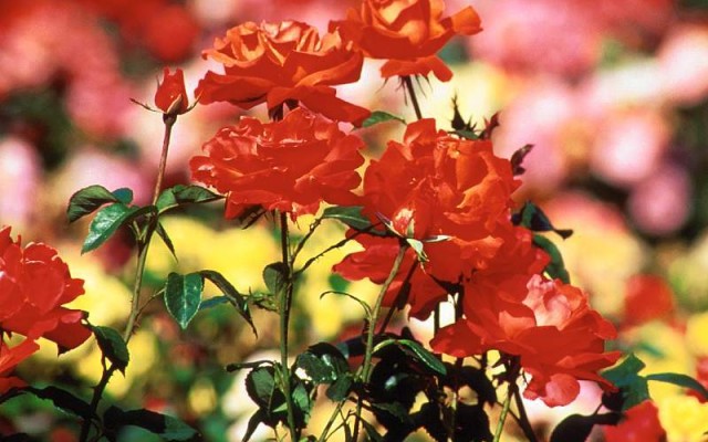 Open Flowers wallpaper in full resolution Flowers. Desktop wallpaper