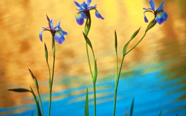 Open Flowers wallpaper in full resolution Flowers. Desktop wallpaper