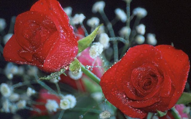 Open Flowers wallpaper in full resolution Flowers. Desktop wallpaper