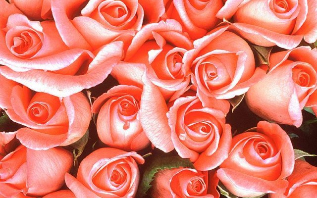Flowers. Desktop wallpaper