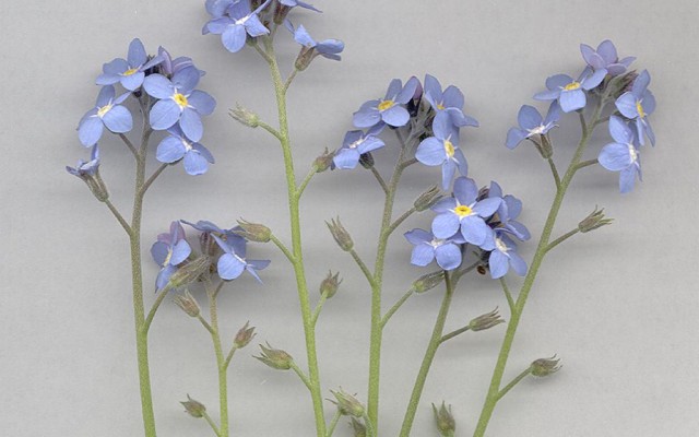 Flowers. Desktop wallpaper