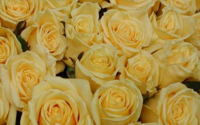 Open Flowers wallpaper in full resolution Flowers. Desktop wallpaper