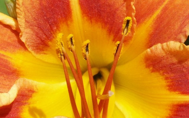 Flowers. Desktop wallpaper