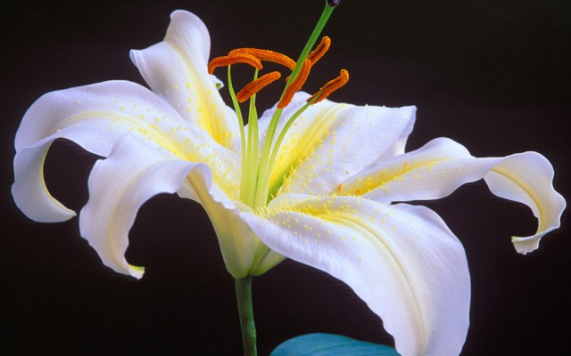 Open Flowers wallpaper in full resolution Flowers. Desktop wallpaper