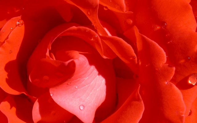 Open Flowers wallpaper in full resolution Flowers. Desktop wallpaper