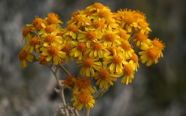 Flowers. Desktop wallpaper