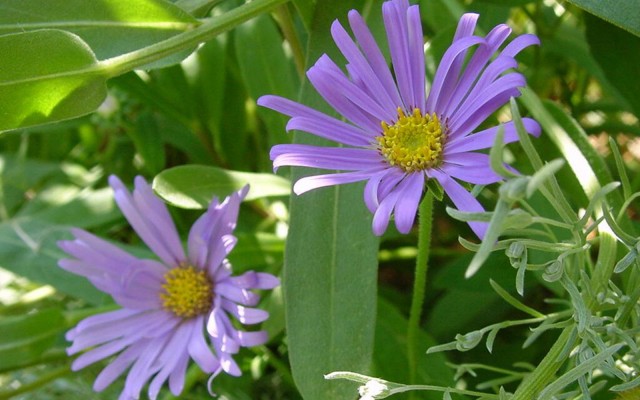 Flowers. Desktop wallpaper